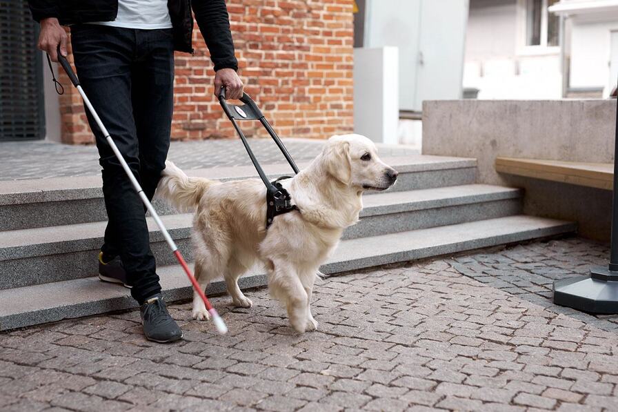 A service animal helps a blind person down the stairs